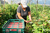 Adult female farmer standing in greenhouse and collecting ripe raspberries from bushes during harvesting process
