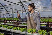 Male gardener in apron browsing on smartphone between rows of lettuce in hydroponic farm