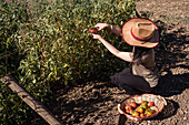 Side view of ethnic female farmer collecting ripe tomatoes in garden on sunny day in countryside
