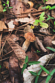 From above of wild edible Boletus mushroom growing in dry fallen leaves in forest