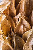 Closeup top view of full frame background of heap of Peruvian groundcherry at daytime