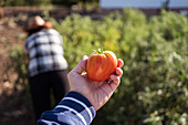 Anonymous female farmer standing with fresh tomato in lush garden in countryside in harvest season in summer
