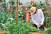 Fokussierter männlicher Gärtner mit Hut gräbt den Boden mit Werkzeugen um, während er im Garten mit angebautem Gemüse arbeitet