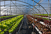 Üppiges frisches Grün von grünem und rotem Salat, der im Hydrokultur-Gewächshaus eines landwirtschaftlichen Komplexes wächst