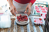 Attentive female gardener measuring weight of ripe raspberries on digital scales in van trunk