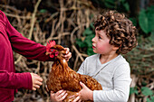 Cute little curly haired boy showing hen to crop brother in garden in agricultural farm