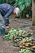 Side view of male in casual clothes and bucket hat bending forward and tying thread around bunch of unripe bananas while working on ecological farm during harvest season in Costa Rica