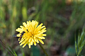 From above of wild bee collecting pollen on blooming yellow dandelion growing in forest on blurred background on summer day