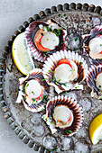 Top view fresh appetizing scallops on shells served on ice on plate with lemon slices