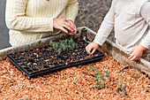 High angle of crop unrecognizable mother planting seed in plastic seedling tray on garden bed in farm
