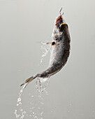 Frischer roher Fisch mit Wasser, das vom Körper fällt, hängt an einem Haken vor grauem Hintergrund