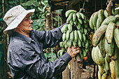 Seitenansicht eines Mannes in Freizeitkleidung und Eimerhut, der grüne Bananen vor einem Holzschuppen aufhängt, damit sie bei der Arbeit auf einer ökologischen Farm in Costa Rica reifen