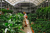 Professional female florist in protective mask examining green plants while working in glasshouse during coronavirus pandemic