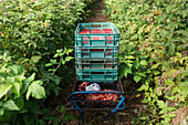 Plastic container full of ripe red raspberries in crates in agricultural plantation