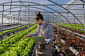 Male farmer examining rows of lettuce growing on hydroponic shelves and making statistic on netbook in spacious horticultural glasshouse