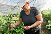 Crop focused adult female farmer standing in greenhouse and collecting ripe raspberries from bushes during harvesting process