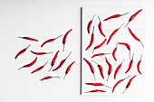 Hoher Winkel Komposition von scharfen roten Chilischoten arrangiert Platte gegen weiße Tafel Oberfläche Hintergrund
