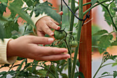 Crop unrecognizable female gardener caring of unripe tomatoes growing on branches of sapling in farmland