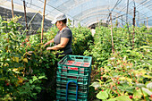 Side view adult female farmer standing in greenhouse and collecting ripe raspberries from bushes during harvesting process