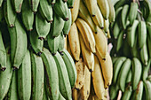 Ein Bündel grüner und gelber Bananen, die nach der Ernte auf einem ökologischen Bauernhof hängen und reifen