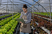 Male farmer examining rows of lettuce growing on hydroponic shelves and making statistic on netbook in spacious horticultural glasshouse