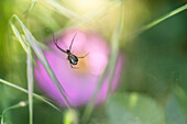 Soft focus of wild small Frontinella pyramitela spider crawling in nature with green grass and colorful flower on summer day