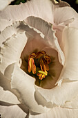 Top view of blossoming lush bud of white prairie gentian with stamens at daylight