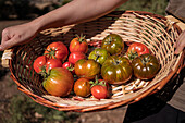 female farmer standing with basket full of fresh tomatoes in agricultural field in countryside
