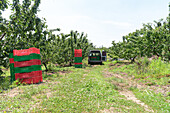 Parked van with opened rear door stacked with colorful plastic baskets inside and on land over green lawn by trees on sunny day during fruit harvest in countryside