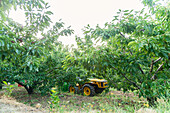 Agricultural tractor in orchard for transporting harvested raw cherry fruits by farm workers