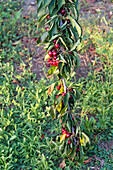 Bunch of fresh ripe and tasty red cherries on tree branch with green leaves for harvest in fruit garden