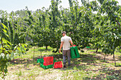 Back view of unrecognizable man carrying plastic crates to put the with gathered ripe sweet cherries during harvest in vineyard