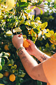 Eine abgeschnittene, nicht erkennbare Person streckt die Hand aus und pflückt vorsichtig eine reife Zitrone aus dem üppigen grünen Laub eines Hausgartens, der von warmem Sonnenlicht beleuchtet wird.