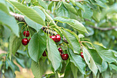 Ein Strauß frischer, reifer und schmackhafter roter Kirschen auf einem Baumzweig mit grünen Blättern für die Ernte im Obstgarten