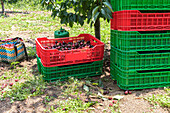 From above two plastic basket with collections of ripe cherries next to a row of empty boxes under a tree under tree branch in autumn park at daylight