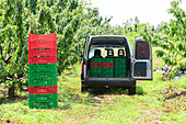 Geparkter Lieferwagen mit geöffneter Hecktür, gestapelt mit bunten Plastikkörben im Inneren und auf dem Land über grünem Rasen bei Bäumen an einem sonnigen Tag während der Obsternte auf dem Lande