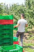 Back view of unrecognizable man carrying plastic crates with gathered ripe sweet cherries during harvest in vineyard