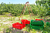 Plastic crates containing some ripe tasty cherries during harvest in garden on sunny day next to a wooden staircase