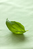 Basil leaf on a light-coloured background