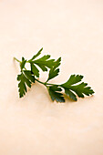 Sprig of parsley on a light-coloured background