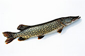 Whole raw pike on a white background