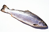 Whole raw salmon on white background