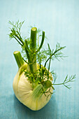 Whole fennel bulb on blue background