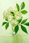Holunderblüten und Blätter in Vase