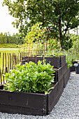 Raised beds made from black wooden crates and trellis in the garden