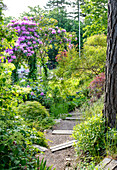 Blühender Rhododendron neben sommerlichem Gartenpfad