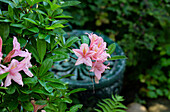 Rhododendron mit rosa Blüten im Garten