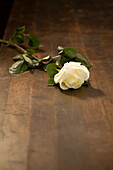 White rose (Rosa) on a parquet floor