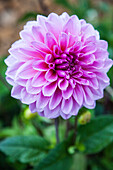 Dahlia (Dahlia) 'Purple Haze' in the garden with water droplets