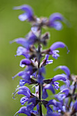 Blütenstand des Wiesensalbeis (Salvia pratensis)